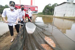 Bupati Landak Tanam Padi dan Panen Benih Ikan Di Antan Rayan