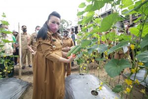 Bupati Landak Panen Mentimun dan Cabe di Pawis Hilir 