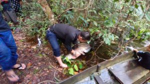 Fransiskus Diaan Panen Raya Ikan Tapah di Ingko’ Tambe