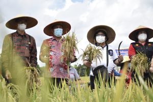 Wakili Bupati, Kadis DPPKP Landak Panen Perdana di Dara Itam