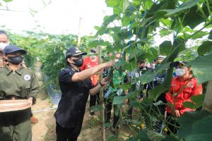 Panen Raya Sayuran, Bupati Landak Panen Ketimun di Jelimpo