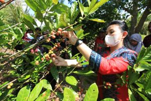 Bupati Landak Belajar Budidaya Kopi ke Kayong Utara