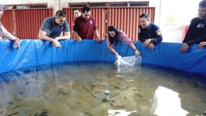 Karolin Ajak Masyarakat Beternak Lele Terpal