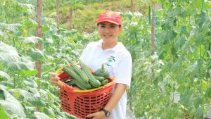 Panen di Engkadu, Karolin Dorong Petani Menjadi Pengusaha