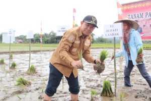 Samuel Tanam Padi Perdana di Pakumbang