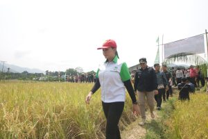 Jelang Lebaran, Karolin Panen Raya di Simpang Pandan