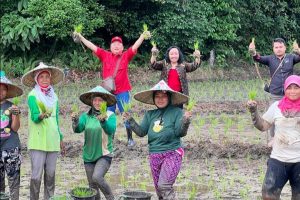 Cornelis Gerakkan Petani di Landak Uji Tanam Padi Varietas MSP-65