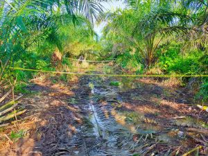 Hilang 5 Hari, Udin Ditemukan Tewas di Kebun Sawit