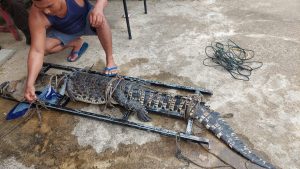 Buaya Sepanjang 1,5 Meter Berhasil Ditangkap Warga Sungai Rengas 