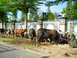 Polda Kalbar Salurkan 135 Sapi dan 134 Ekor Kambing Kurban