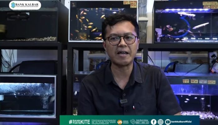 Didukung Bank Kalbar, Usaha Ikan Hias Sufandria Kian Berkembang 