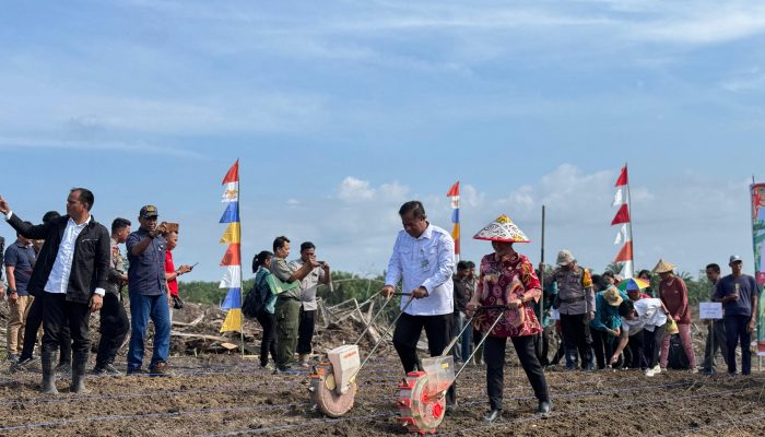 Dukung Ketahanan Pangan, Pemkab Landak Gelar Tanam Perdana Jagung Dilahan PTPN VI