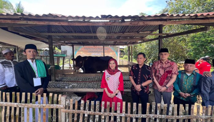 Karolin Serahkan Sapi Limousin Bantuan Presiden Prabowo di Riam Panjang 