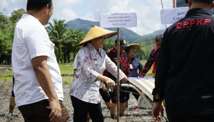 Dukung Program Prabowo, LTT Padi Sawah Kabupaten Landak Tertinggi di Kalbar 