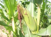 Berhasil Pemkab Landak Tanam Jagung di Lahan Kritis Bekas Sawit