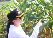 Karolin Tinjau Kebun Jagung Pemkab Landak di Lahan PTPN IV