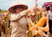 Bupati Landak Panen Jagung, Siap Buka Lahan 15 Hektare Bersama CU