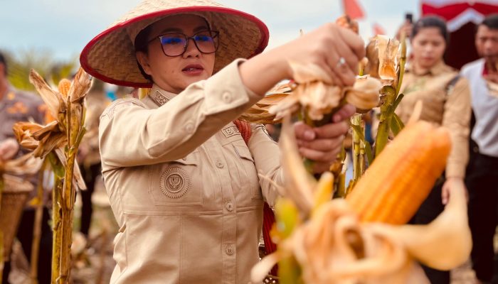 Bupati Landak Panen Jagung, Siap Buka Lahan 15 Hektare Bersama CU