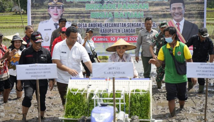 LTT Sawah Landak Tertinggi di Kalbar Medio Oktober 2025