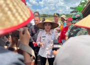 LTT Padi Tertinggi di Kalbar : Karolin Ini Bukti Kesanggupan Daerah 