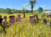 Periode November 2025 LTT Padi Kabupaten Landak Tertinggi di Kalbar