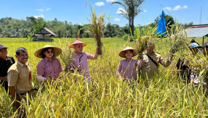 Periode November 2025 LTT Padi Kabupaten Landak Tertinggi di Kalbar