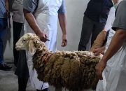 Hal Baru Haji Mulai Diterapkan, Penyembelihan Hewan Dam di Mega Timur Kalbar