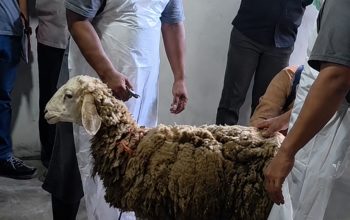 Hal Baru Haji Mulai Diterapkan, Penyembelihan Hewan Dam di Mega Timur Kalbar