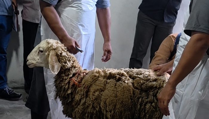 Hal Baru Haji Mulai Diterapkan, Penyembelihan Hewan Dam di Mega Timur Kalbar