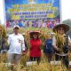 Panen Perdana di Tubang Raeng, Bupati Landak Ajak Petani Lirik Peluang Bisnis Benih Sumber